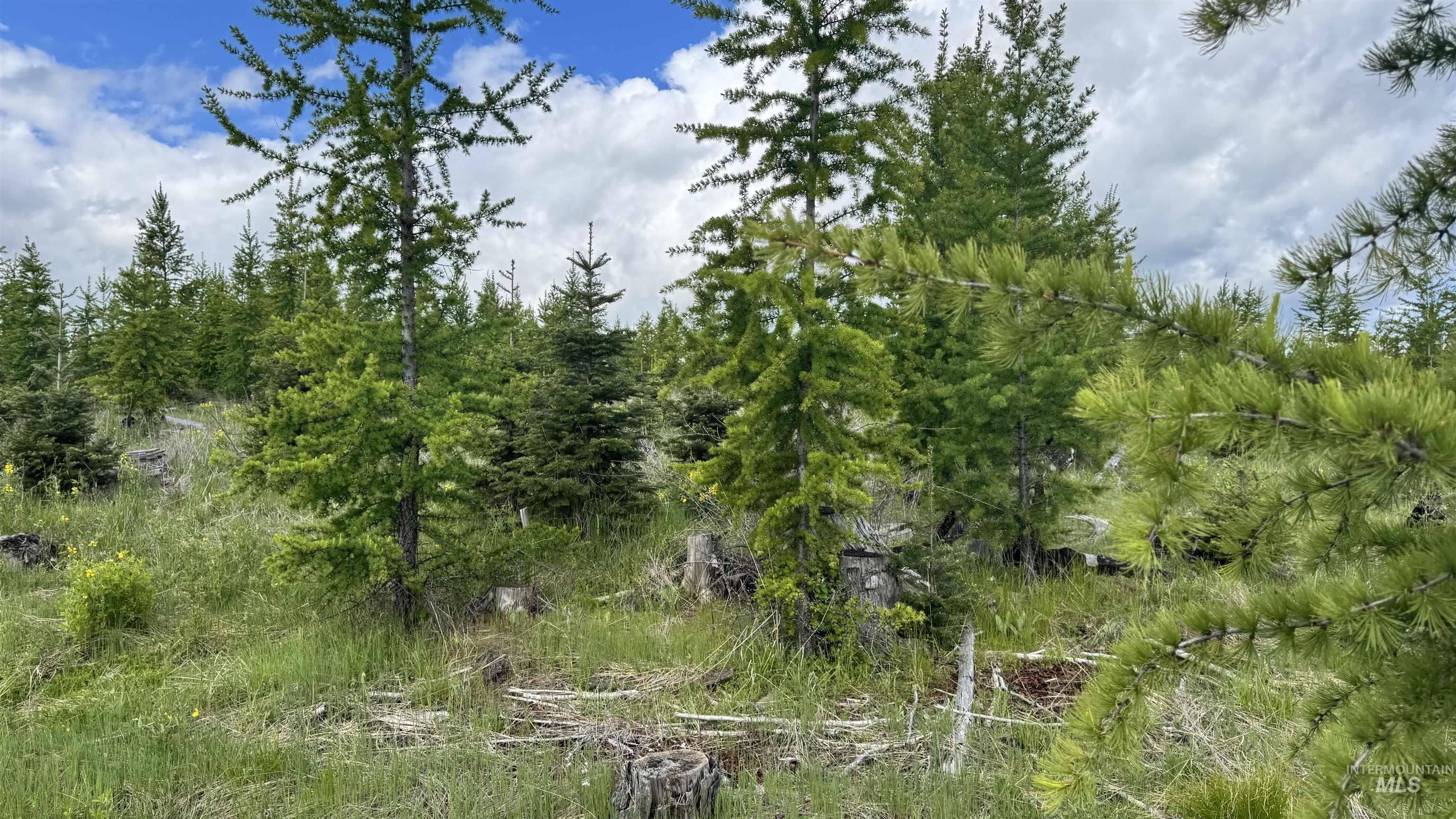 Tbd Upper Fords Creek Road Orofino, ID 83544 - Photo 4 of 24