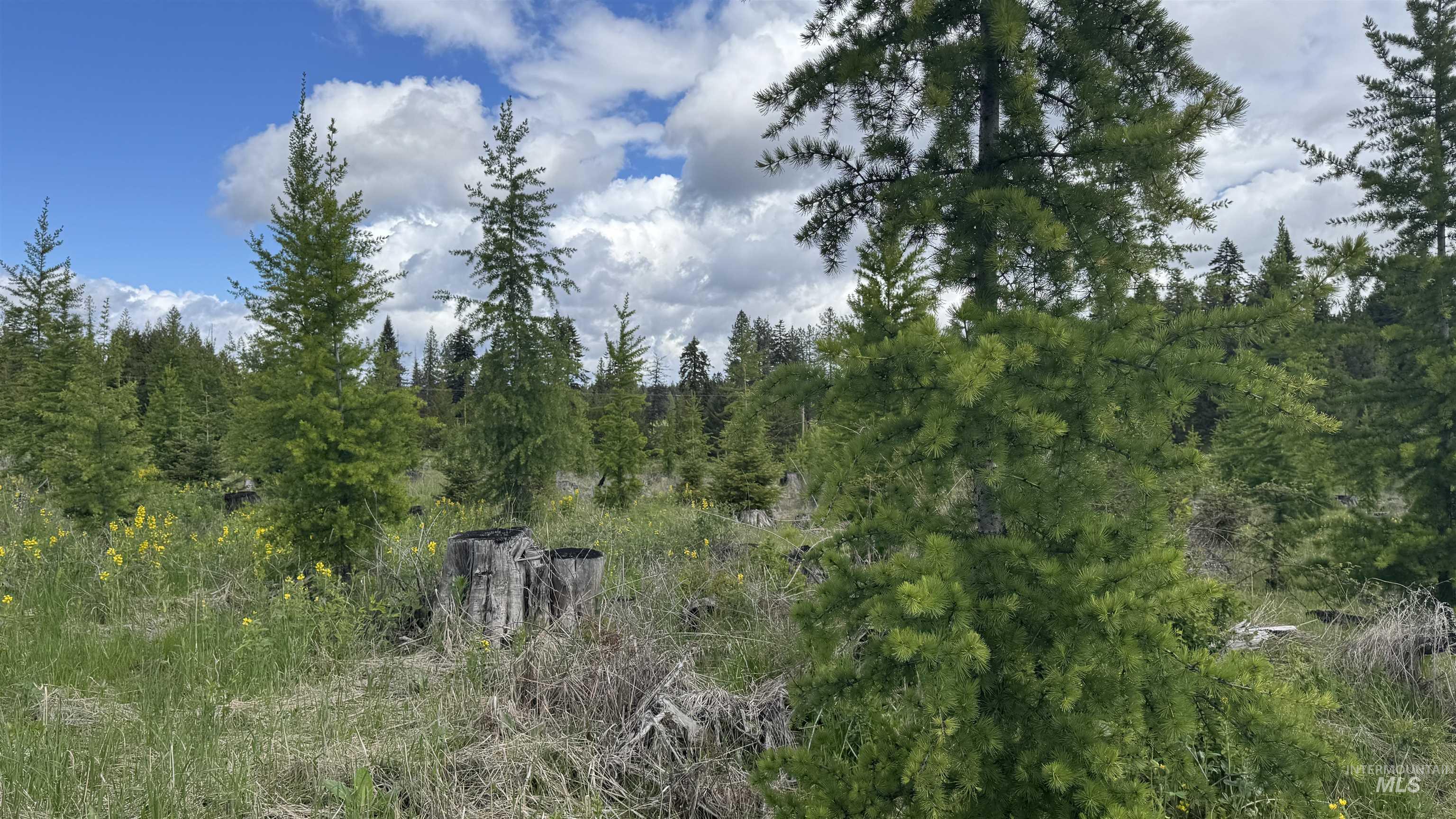 Tbd Upper Fords Creek Road Orofino, ID 83544 - Photo 5 of 24