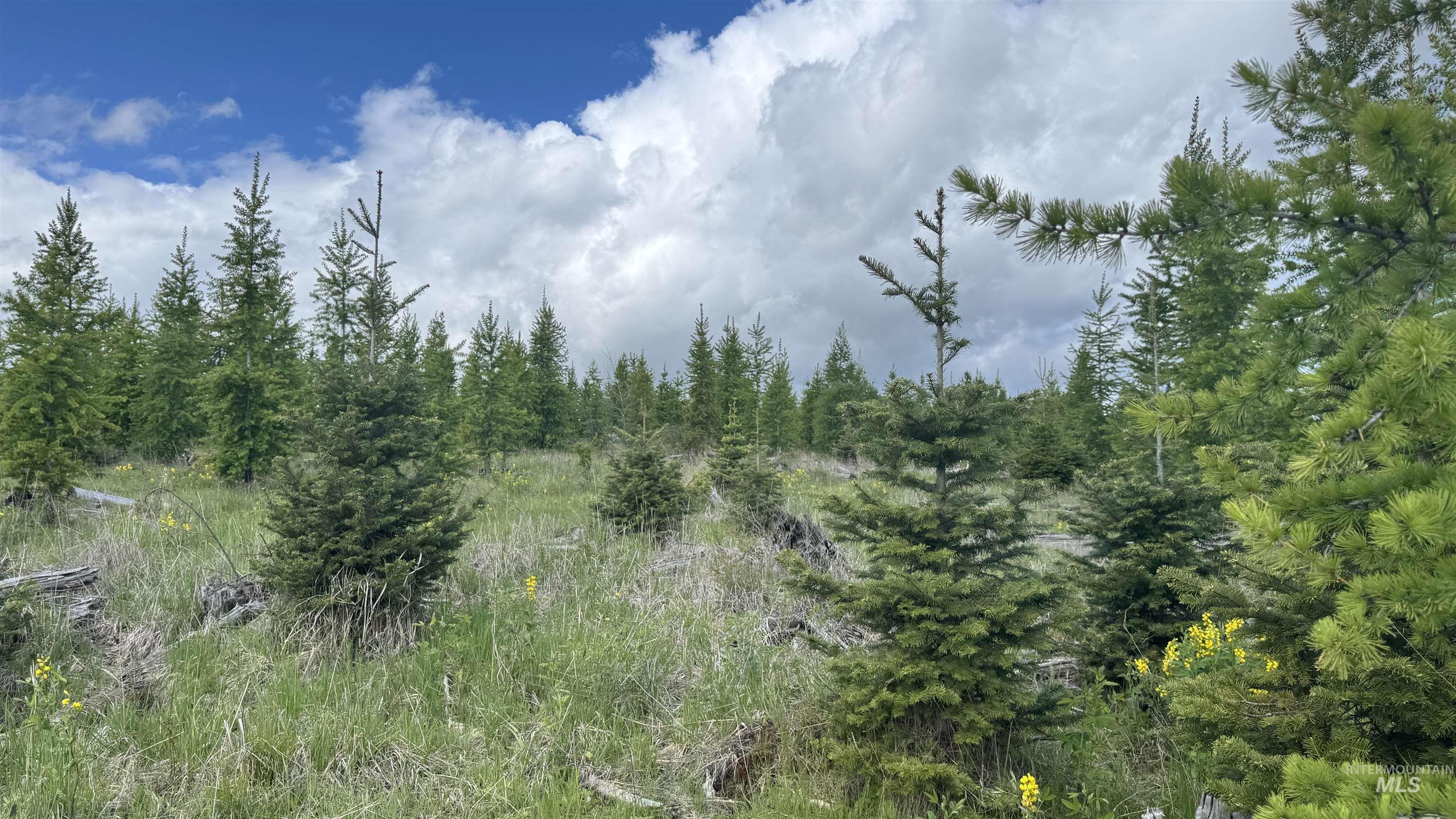 Tbd Upper Fords Creek Road Orofino, ID 83544 - Photo 6 of 24