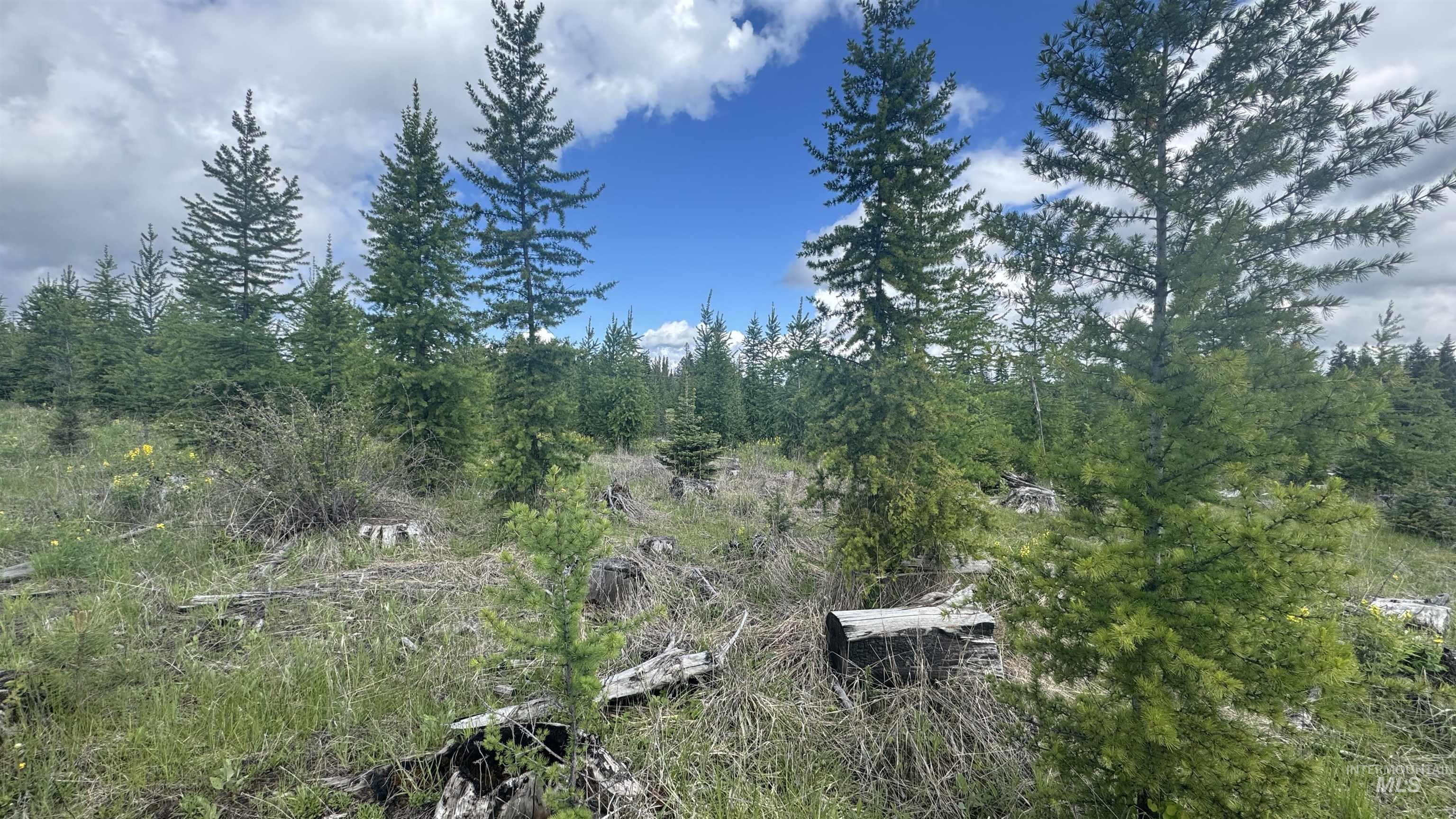 Tbd Upper Fords Creek Road Orofino, ID 83544 - Photo 8 of 24