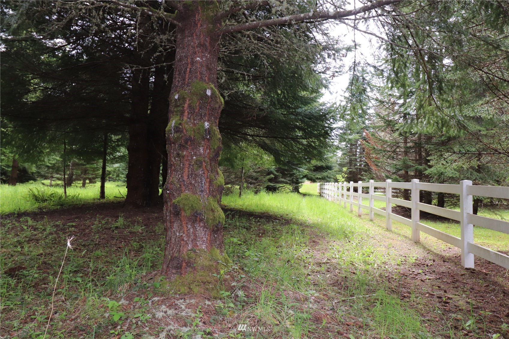 -xxx Spooner Road Chehalis, WA 98532 - Photo 5 of 14 a view of a yard with plants and a large tree