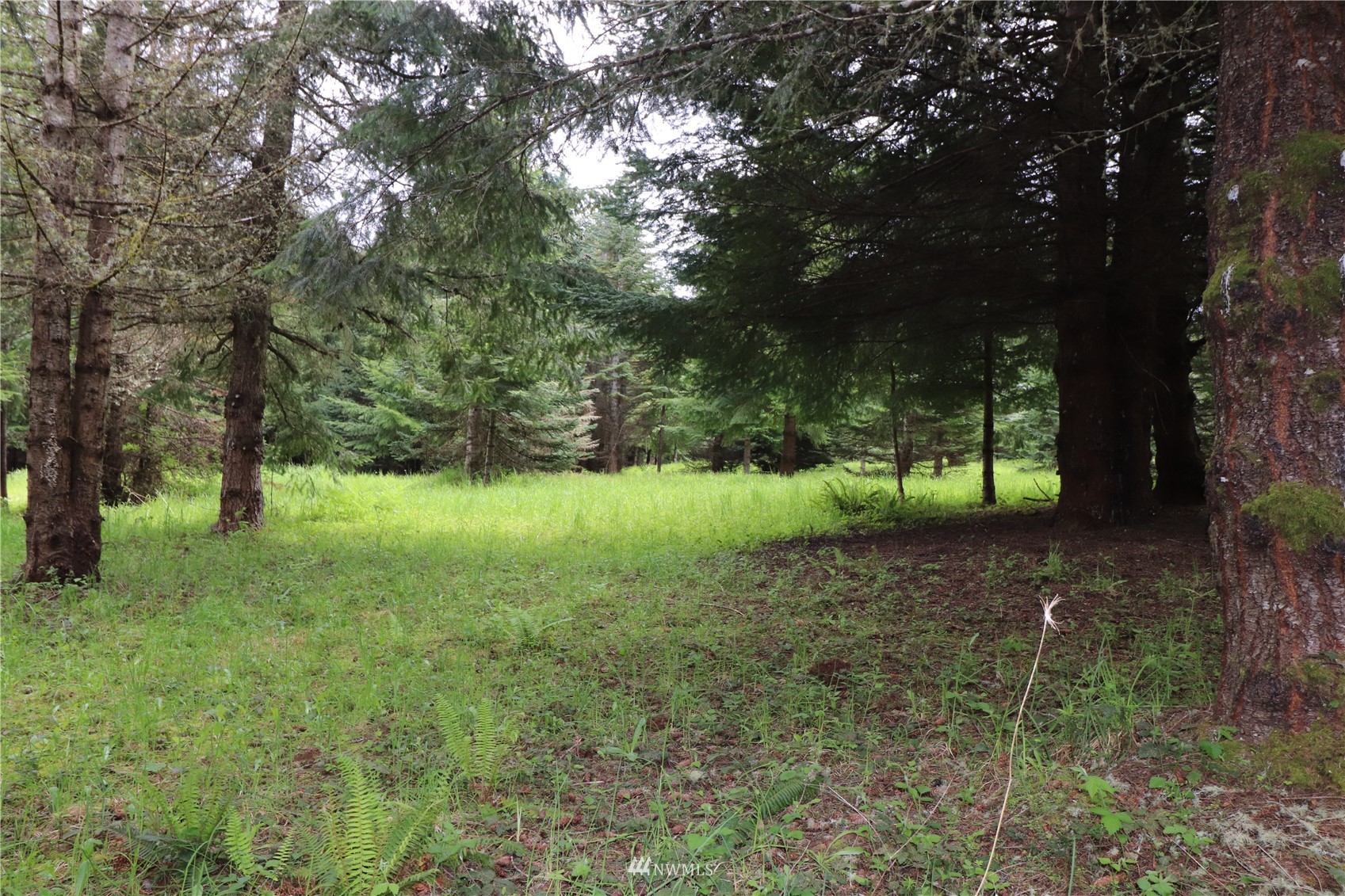 -xxx Spooner Road Chehalis, WA 98532 - Photo 6 of 14 a view of a yard with a tree