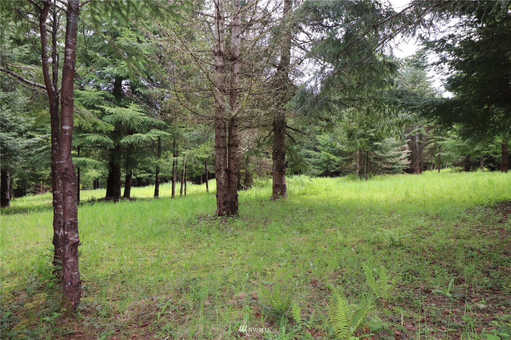 -xxx Spooner Road Chehalis, WA 98532 - Photo 7 of 14 a view of a trees with a yard