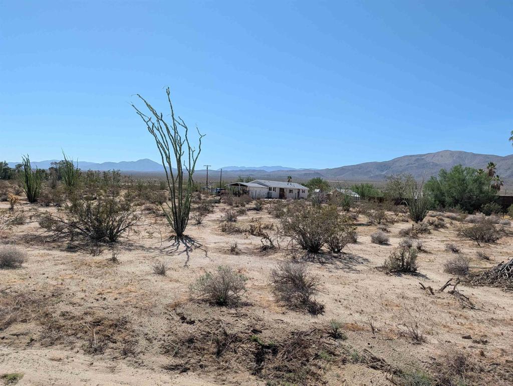 Rango Way Borrego Springs, CA 92004 - Photo 4 of 4 a view of a dry yard with lots of trees