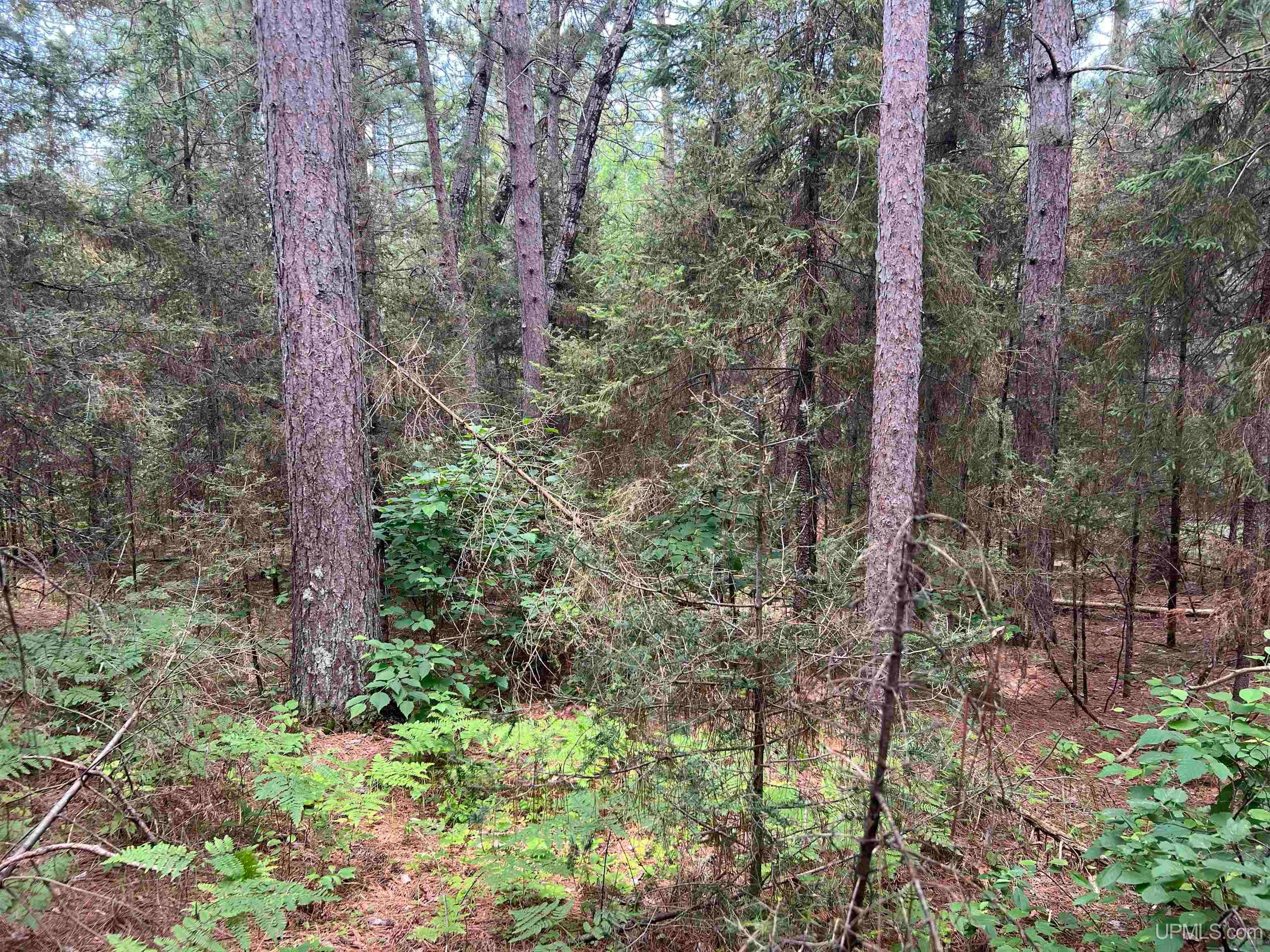 Tbd Leeman Road Felch, MI 49831 - Photo 17 of 84 Gallery Image 17
