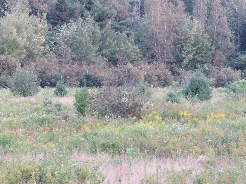 Lot 07 Clark Road Kenduskeag, ME 04450 - Photo 33 of 34 Photo