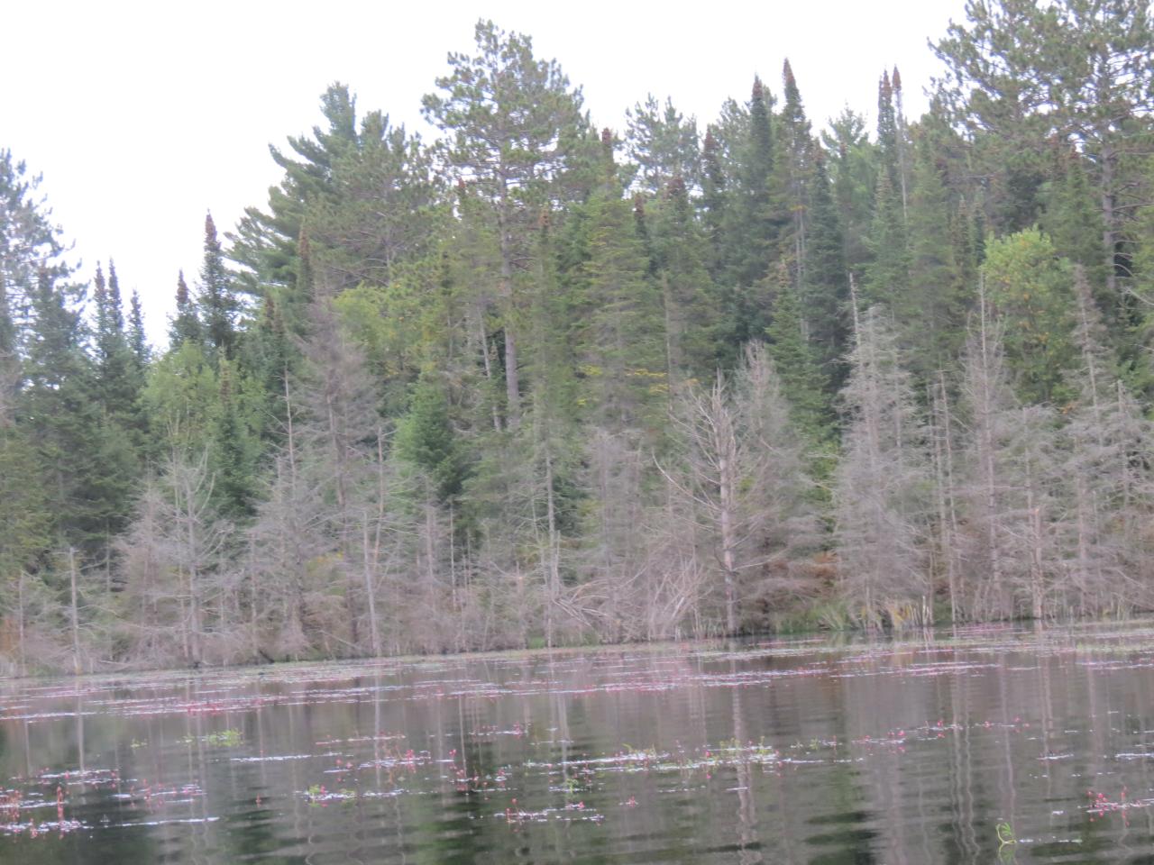 Off Rueckert Road Rhinelander, WI 54501 - Photo 2 of 8 Gallery Image 2
