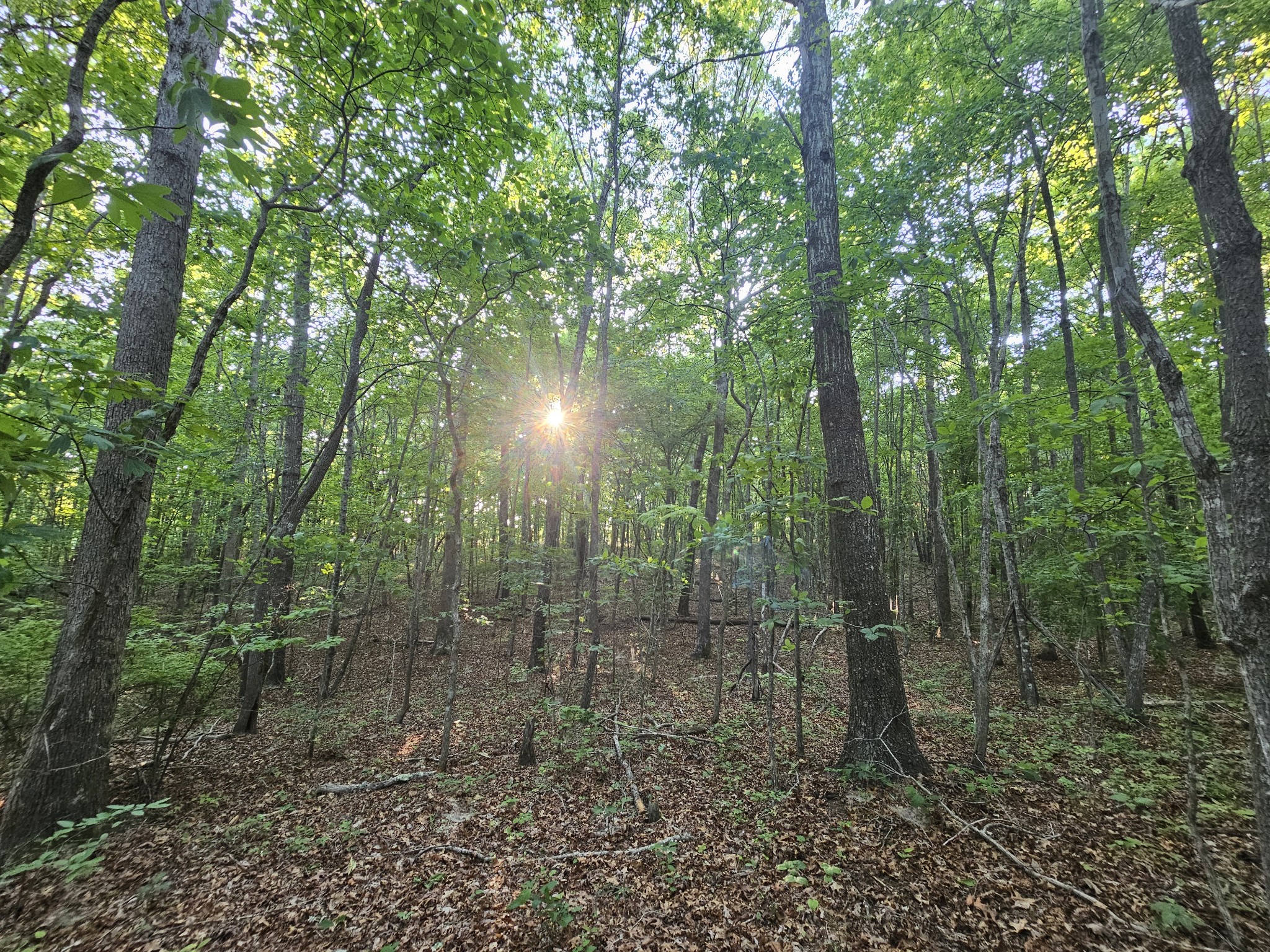 10 Griswold Road Altamont, TN 37301 - Photo 17 of 35 a view of a forest with trees in the background