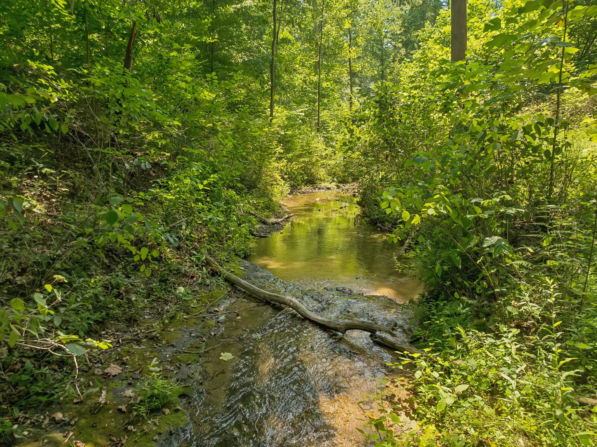 368 Rackley Road Hohenwald, TN 38462 - Photo 74 of 88 Gallery Image 74