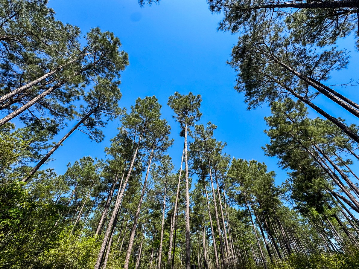 0 Guerrant Road Huntsville, TX 77320 - Photo 12 of 24 a view of a yard