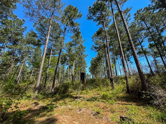 a view of a forest with lots of trees