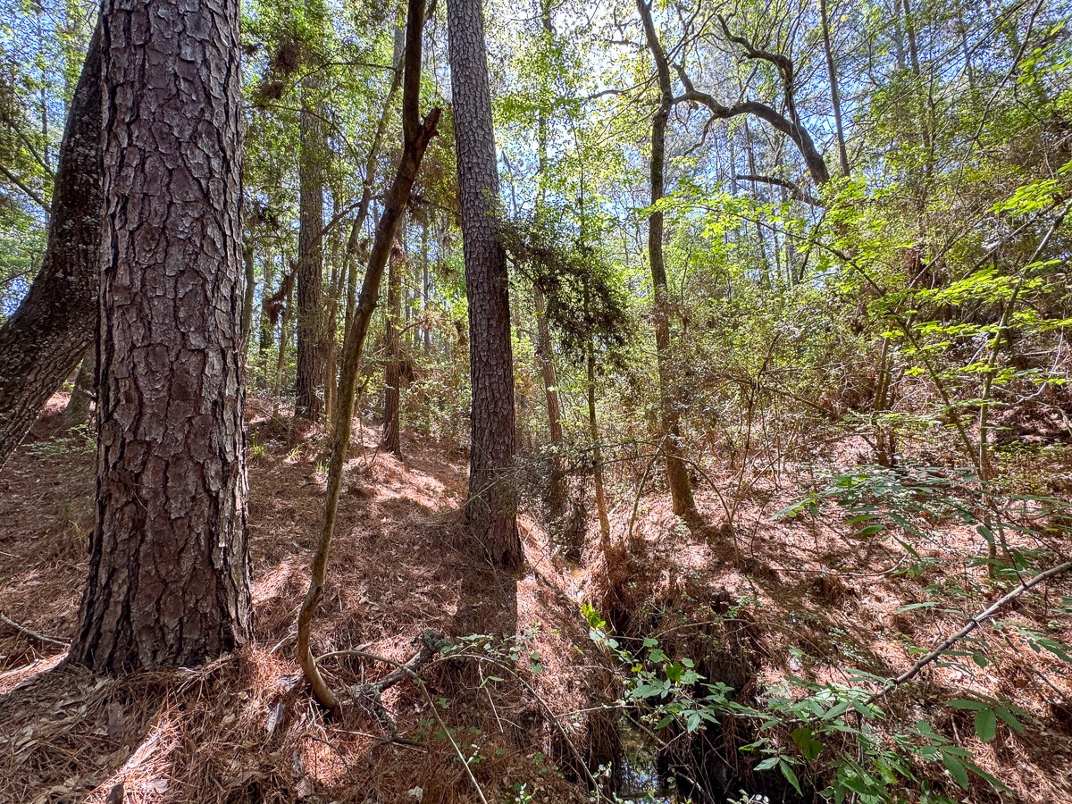 0 Guerrant Road Huntsville, TX 77320 - Photo 14 of 24