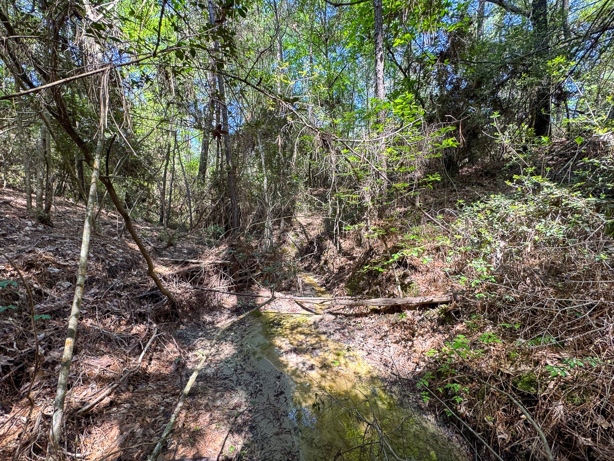 0 Guerrant Road Huntsville, TX 77320 - Photo 15 of 24 a view of a forest with lots of trees