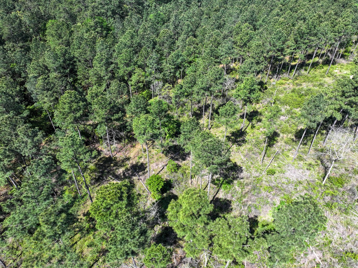 0 Guerrant Road Huntsville, TX 77320 - Photo 16 of 24 an aerial view of residential house with outdoor space and trees all around