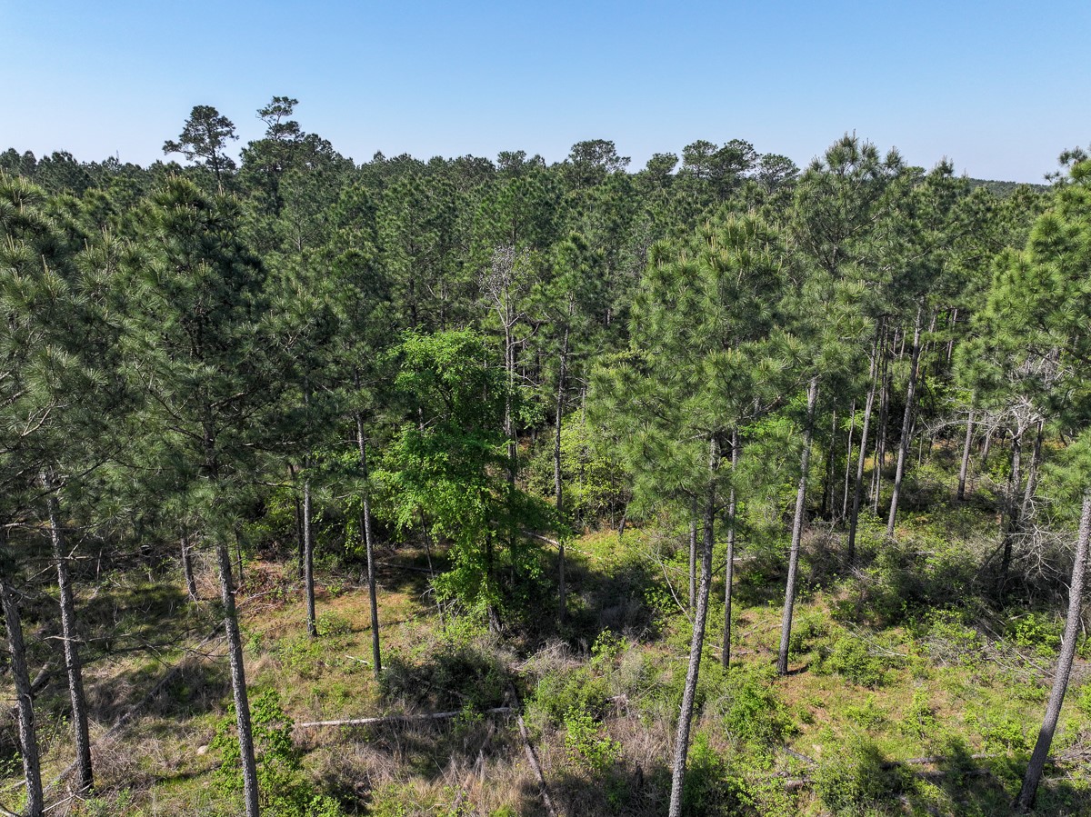 0 Guerrant Road Huntsville, TX 77320 - Photo 18 of 24 a view of a forest
