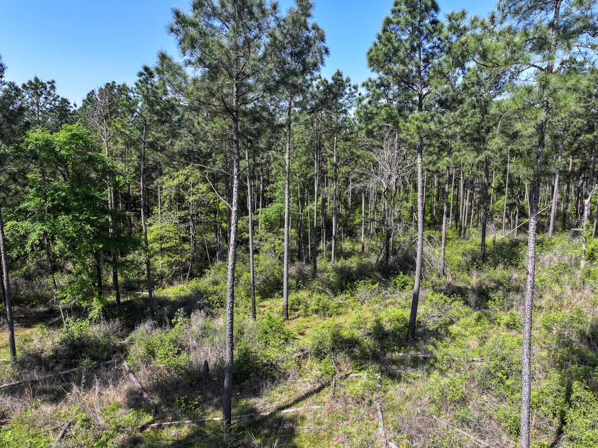 0 Guerrant Road Huntsville, TX 77320 - Photo 19 of 24 a view of a forest