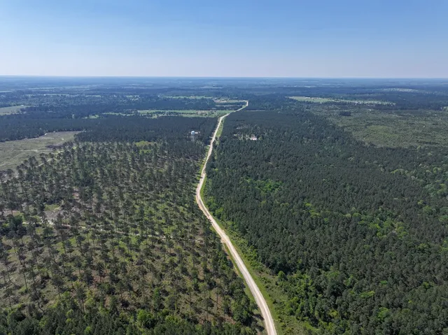 a view of a city with tall trees