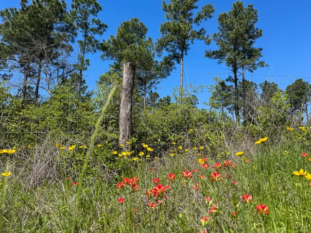 a backyard of a house with lots of trees