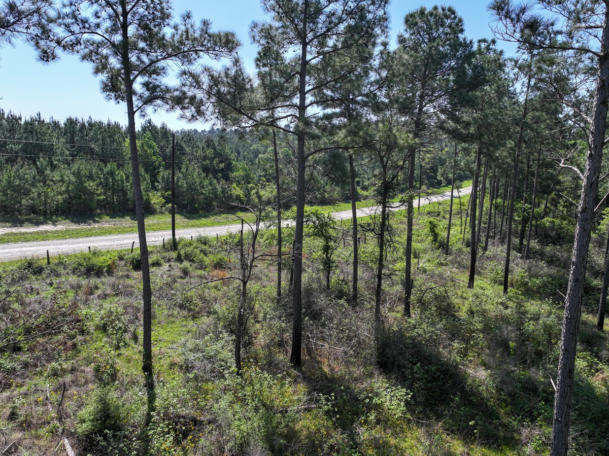 0 Guerrant Road Huntsville, TX 77320 - Photo 21 of 24 a view of outdoor space and trees