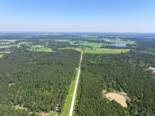 a view of a lush green forest