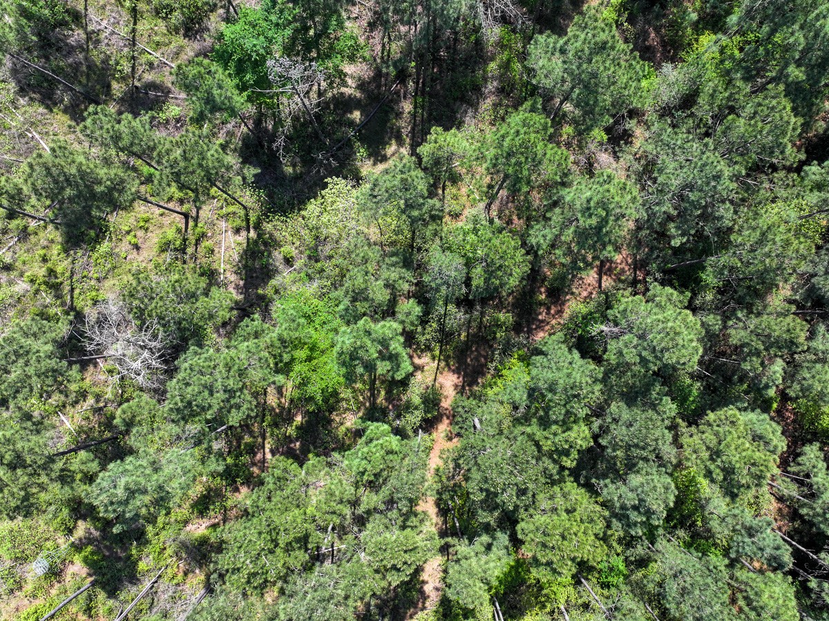 0 Guerrant Road Huntsville, TX 77320 - Photo 23 of 24 an aerial view of a house with a yard