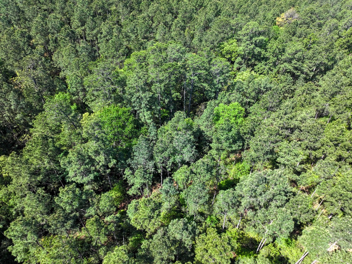 0 Guerrant Road Huntsville, TX 77320 - Photo 24 of 24 a view of a lush green forest