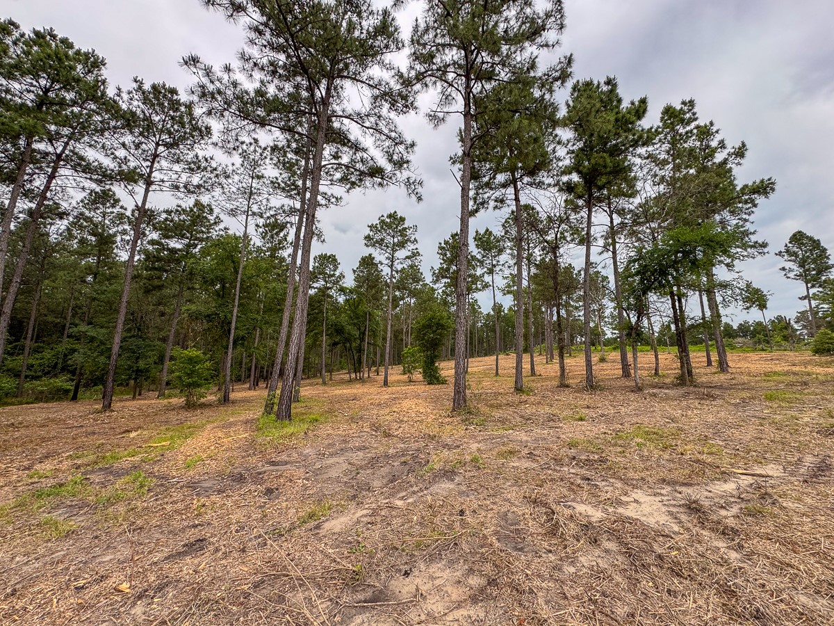 0 Guerrant Road Huntsville, TX 77320 - Photo 5 of 24 a view of outdoor space with trees