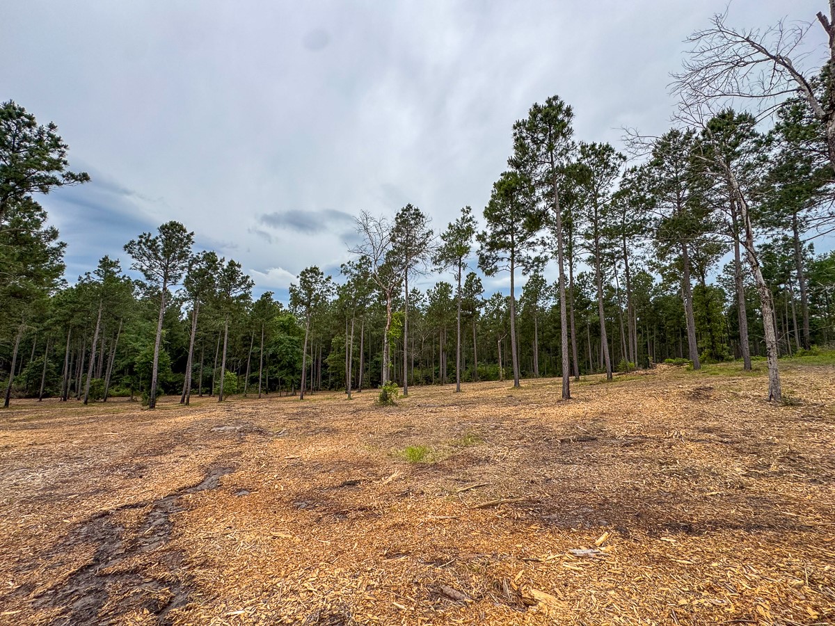 0 Guerrant Road Huntsville, TX 77320 - Photo 7 of 24 a backyard of a house with lots of green space