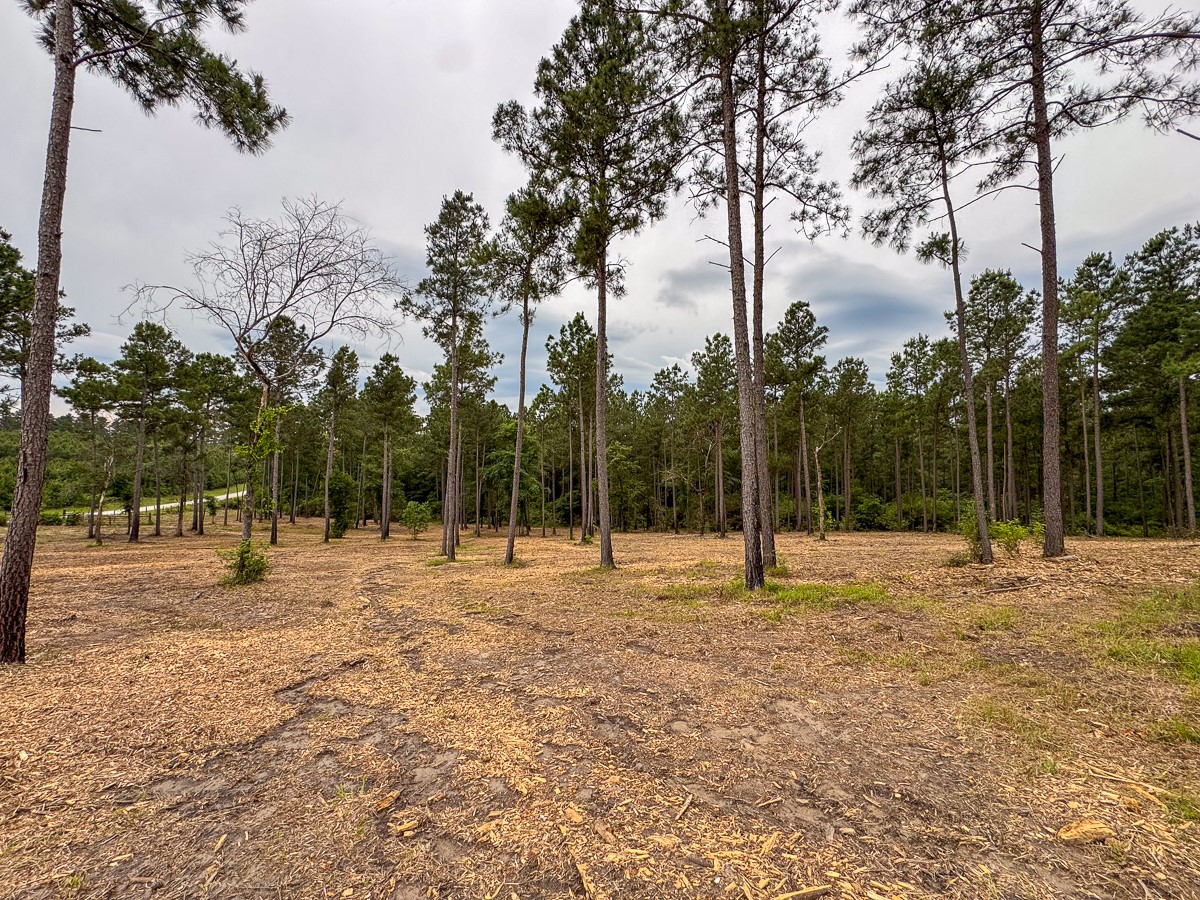 0 Guerrant Road Huntsville, TX 77320 - Photo 9 of 24 a view of outdoor space with trees