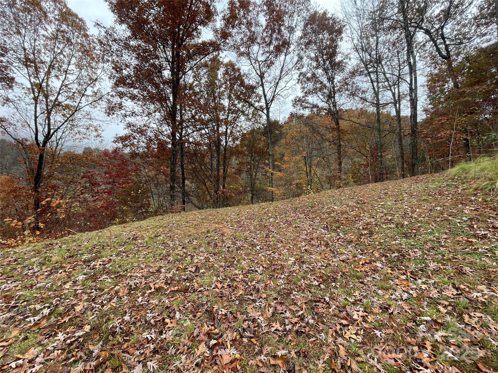 97 Junebug Trail Waynesville, NC 28785 - Photo 5 of 15 a view of a yard with trees