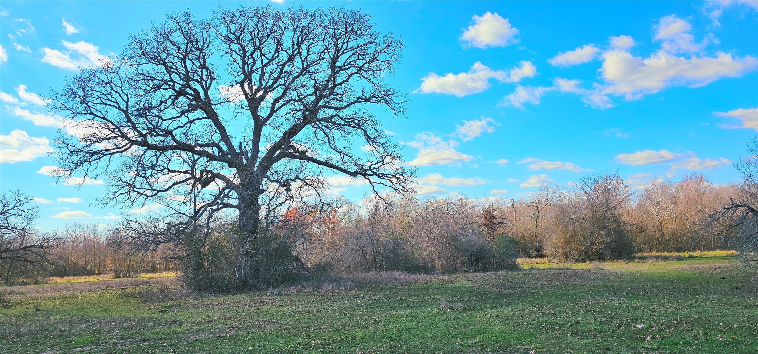 Tbd Davis Road Bedias, TX 77831 - Photo 1 of 9 a backyard of a house with lots of green space