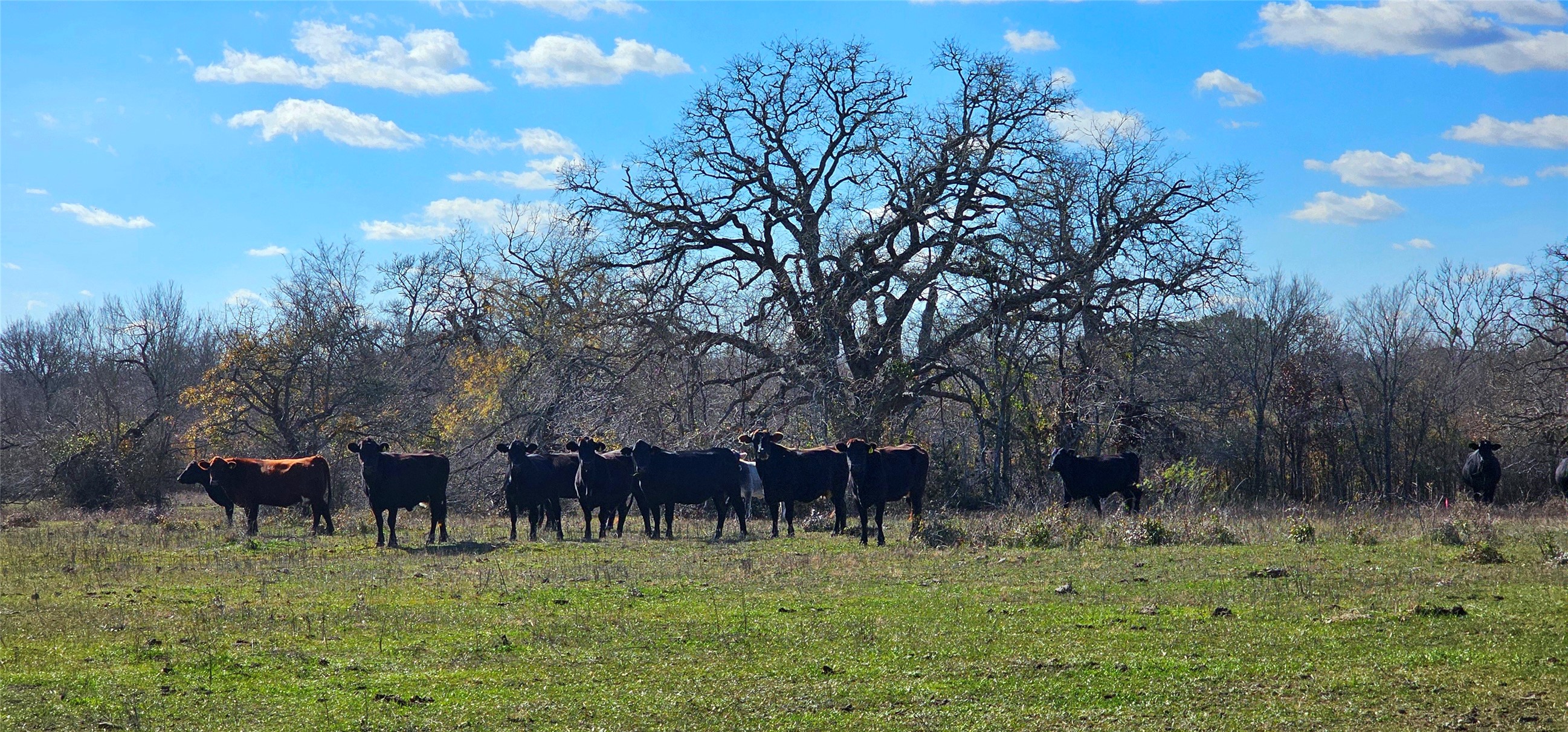 Tbd Davis Road Bedias, TX 77831 - Photo 2 of 9 a view of a yard with large trees