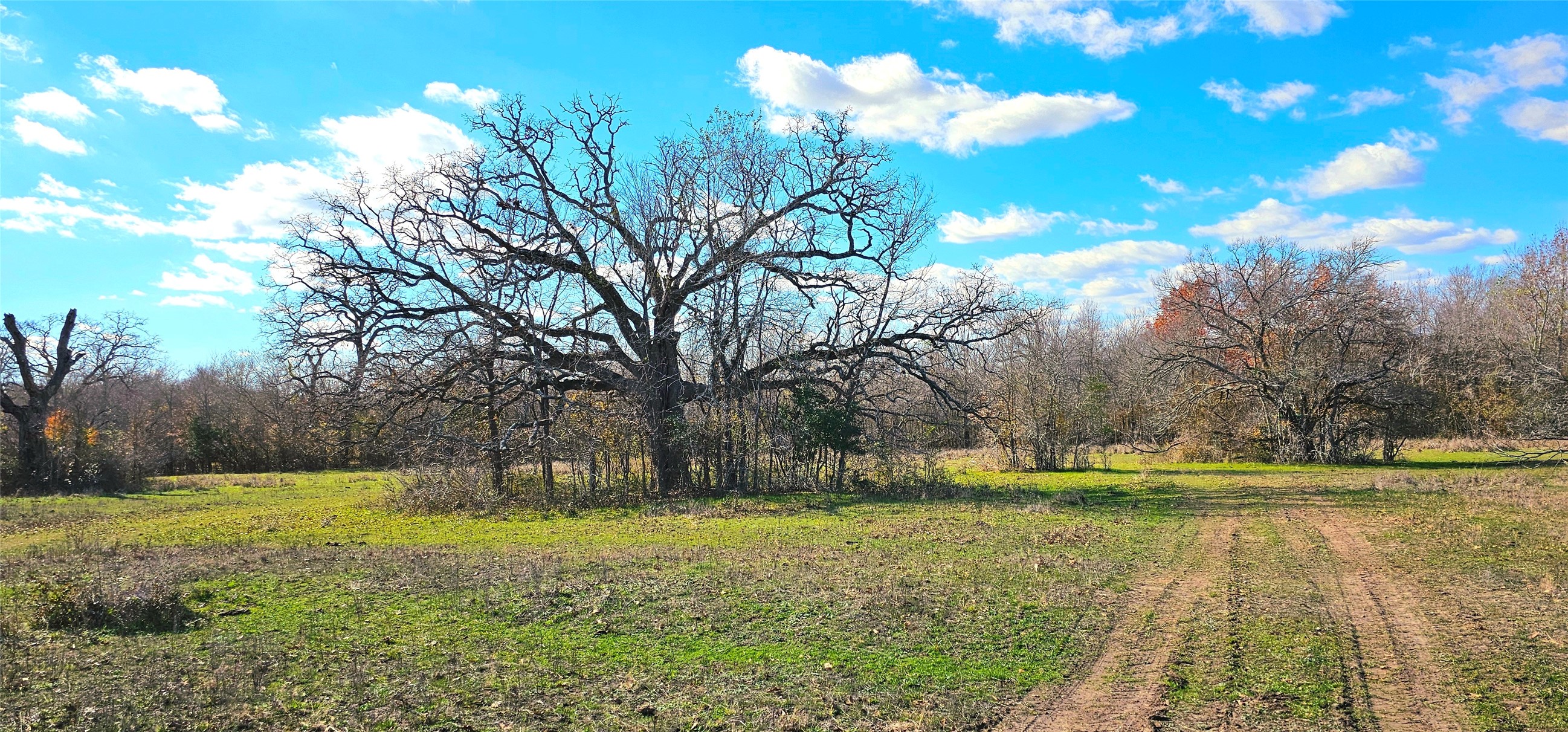 Tbd Davis Road Bedias, TX 77831 - Photo 3 of 9 a view of yard with swimming pool and green space