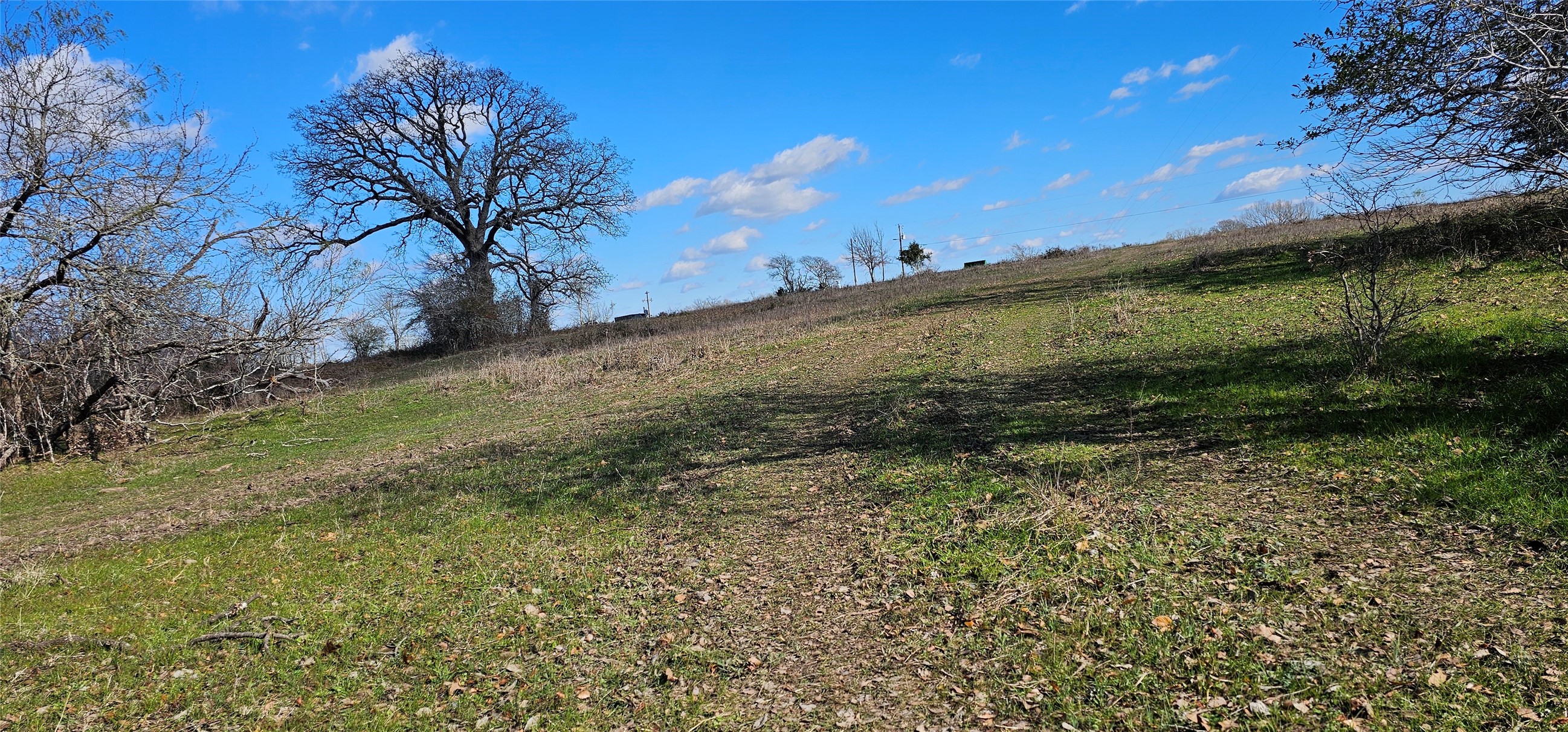 Tbd Davis Road Bedias, TX 77831 - Photo 4 of 9 a view of a yard with a tree