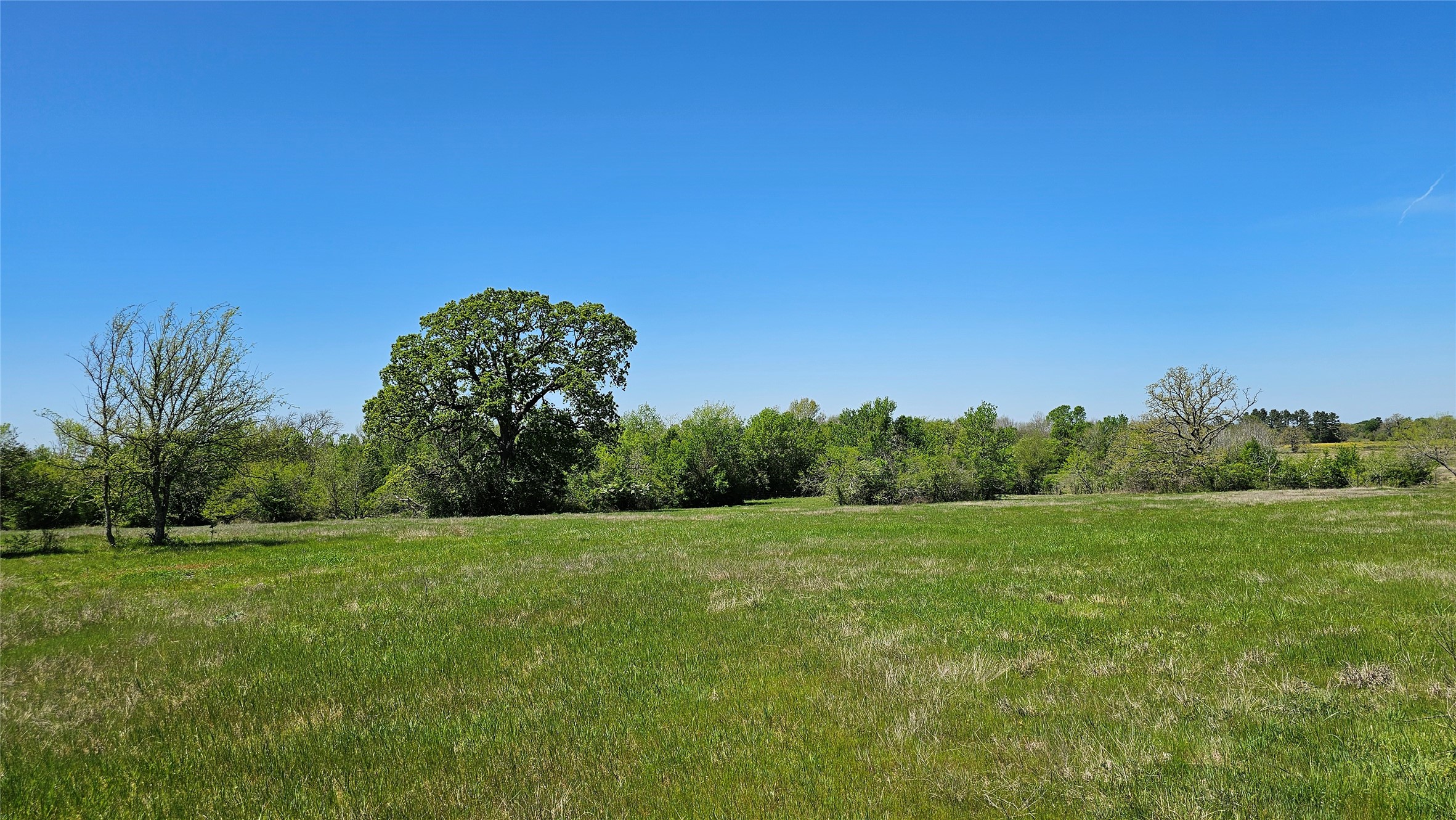 Tbd Davis Road Bedias, TX 77831 - Photo 8 of 9 a view of a grassy field with trees in the background