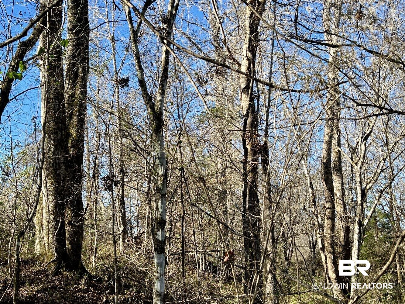 0 Highway 84 Evergreen, AL 36401 - Photo 16 of 50