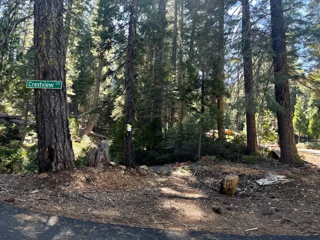 a view of a forest with trees