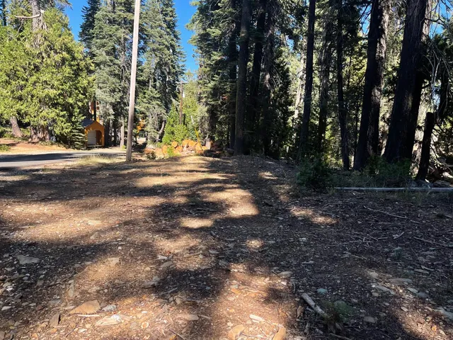 a view of a yard with plants and trees