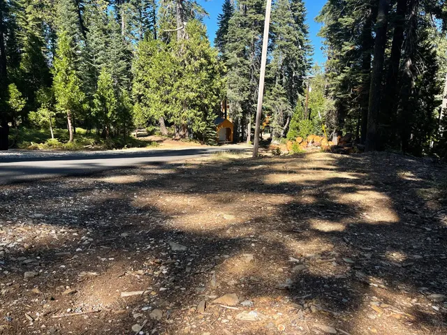 a view of a tree in a yard