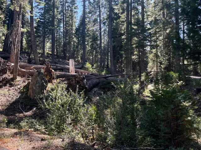a view of a tree in the middle of a yard
