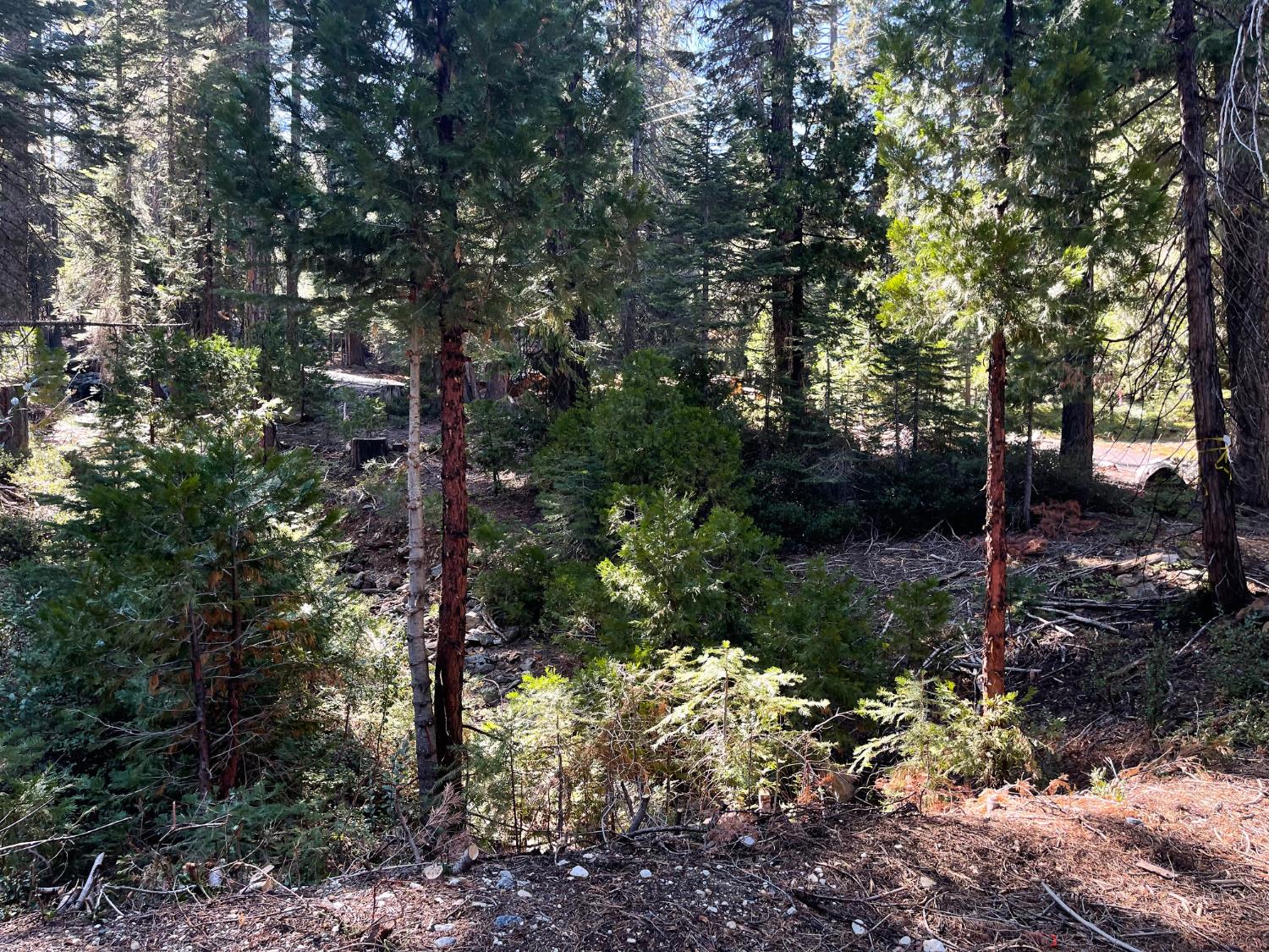 2870 Crestview Circle La Porte, CA 95981 - Photo 14 of 17 a view of a tree in a yard