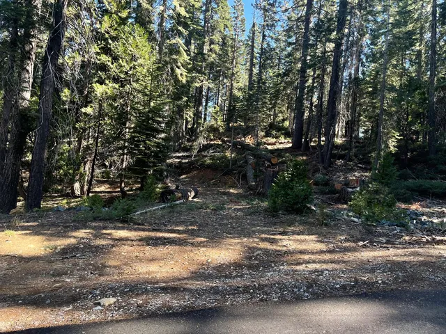 a view of a road with a tree