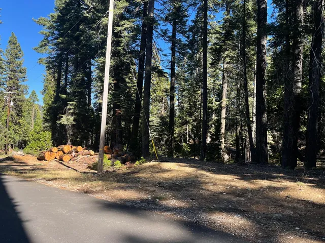 a view of a yard with plants and trees