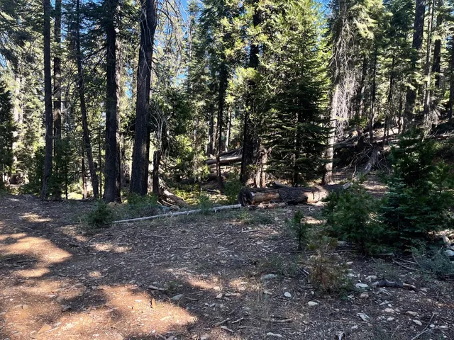 a view of a forest with trees in the background