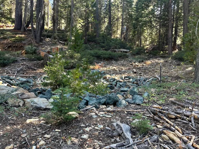 a view of a forest with a tree