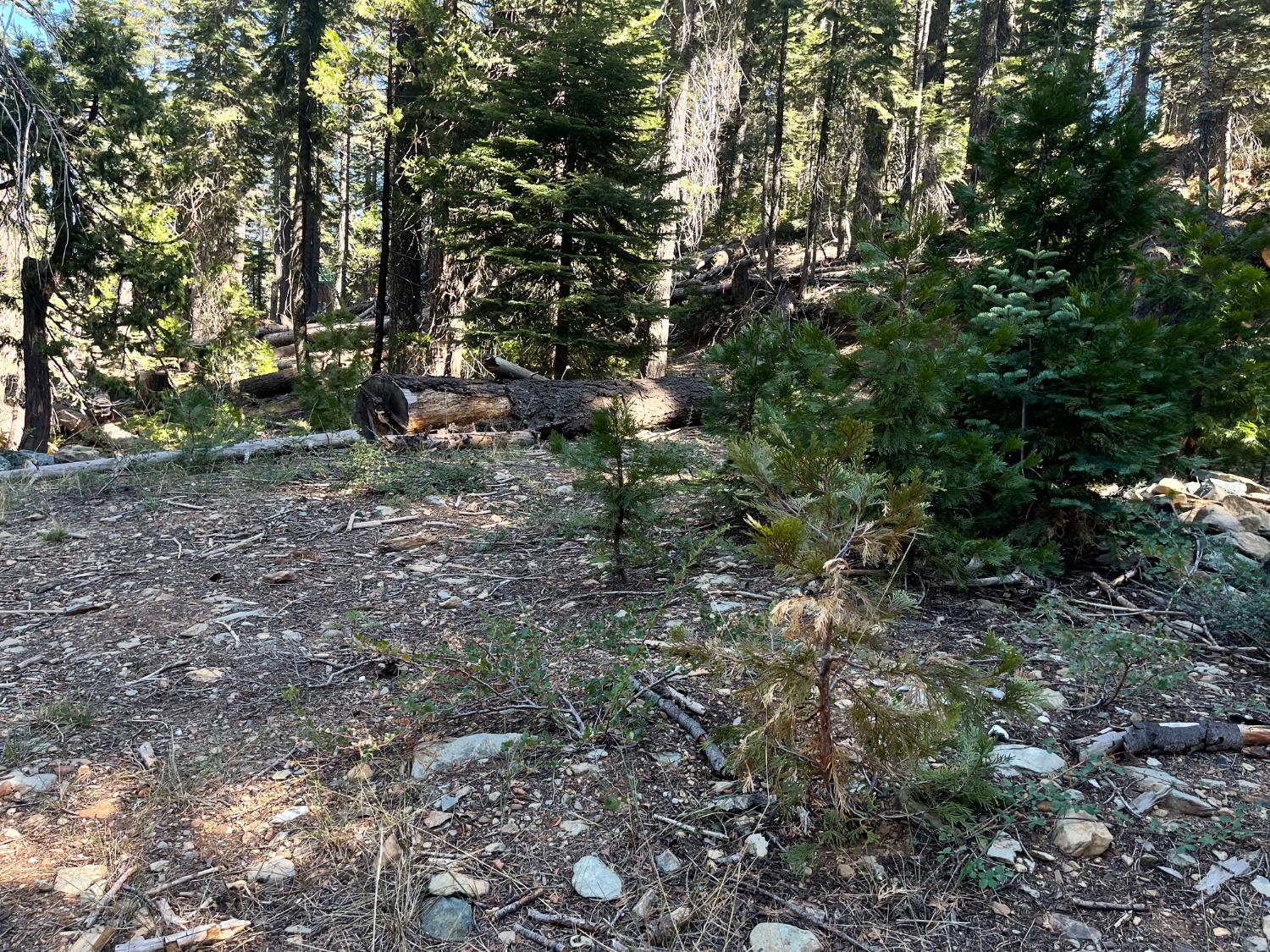 2870 Crestview Circle La Porte, CA 95981 - Photo 10 of 17 a view of a forest with a tree