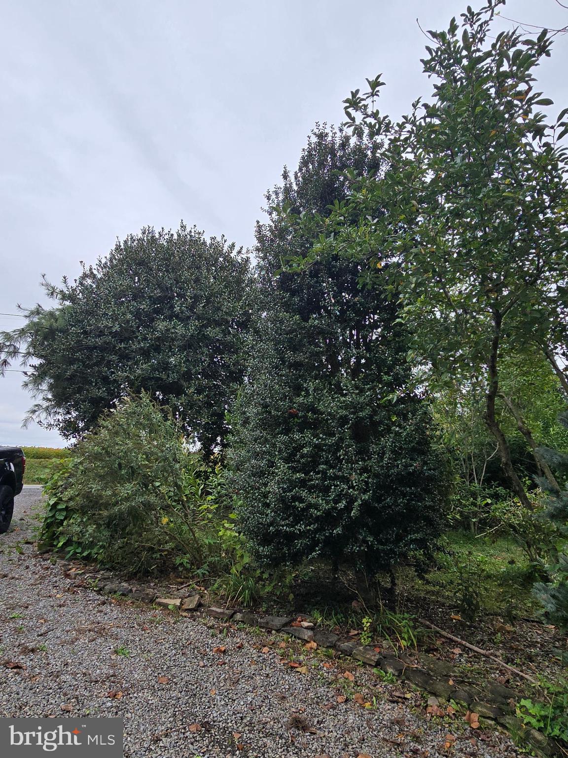 32155 River Road Millington, MD 21651 - Photo 48 of 54 a view of a forest with trees in the background