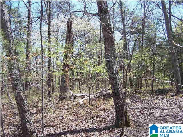 0 Homestead Lane Remlap, AL 35133 - Photo 11 of 23