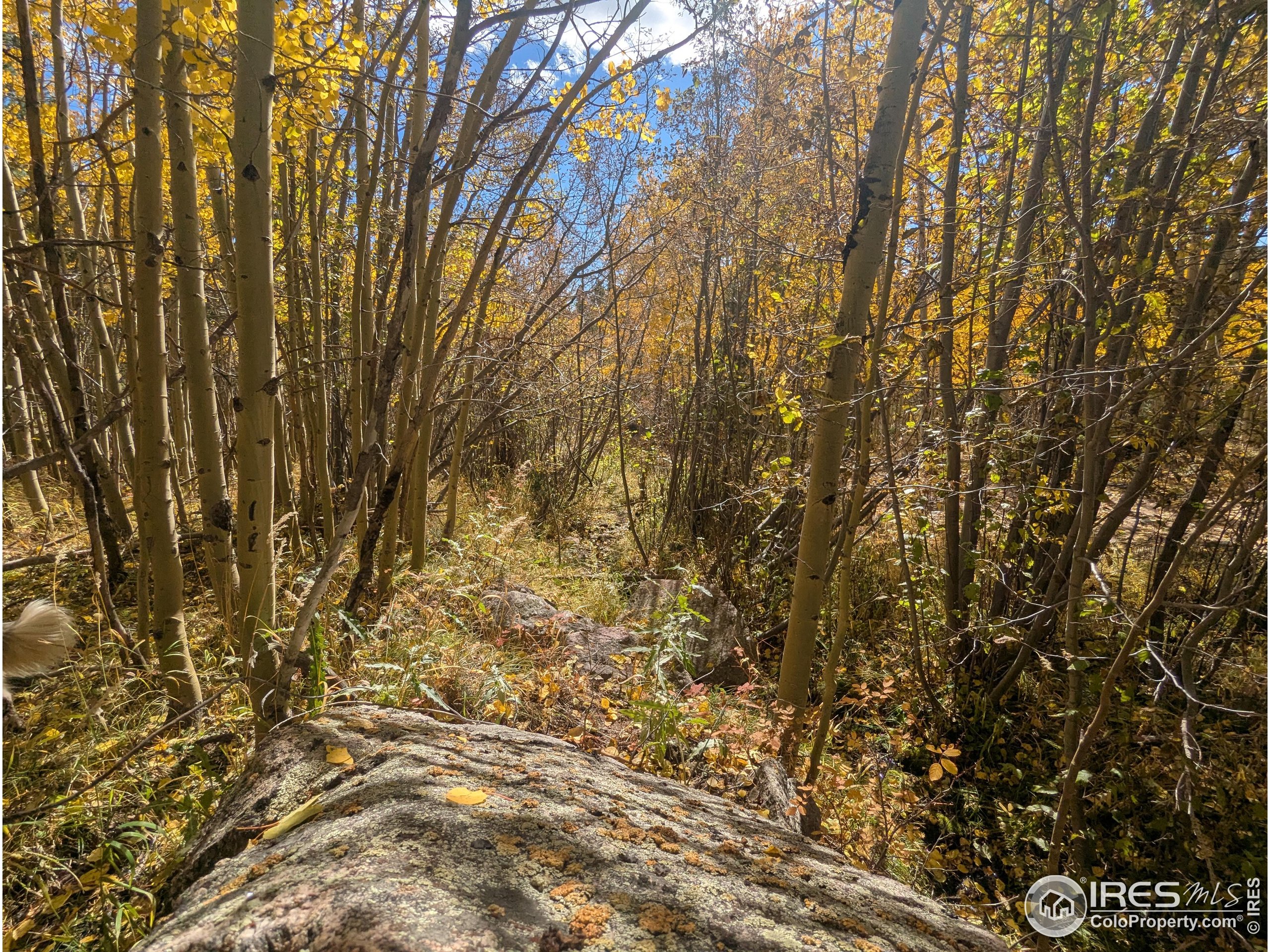 11 Bear Gulch Road Red Feather Lakes, CO 80545 - Photo 12 of 18
