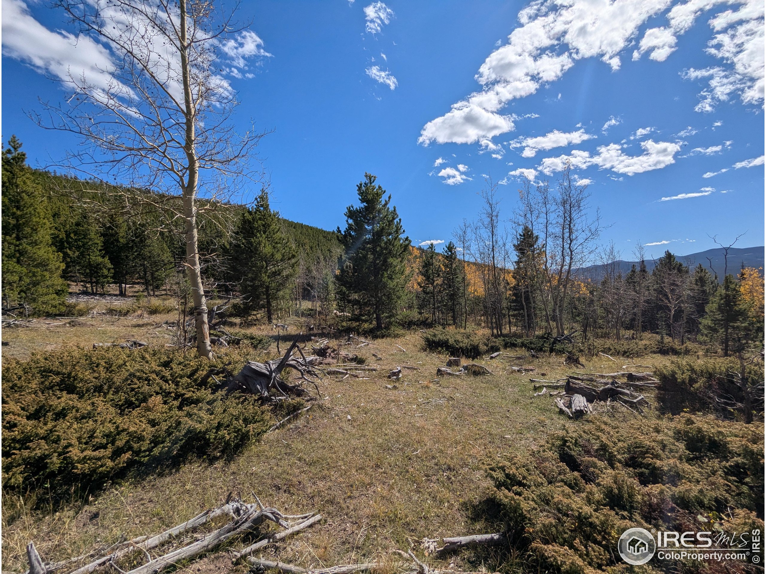 11 Bear Gulch Road Red Feather Lakes, CO 80545 - Photo 15 of 18 a view of a yard with wooden fence